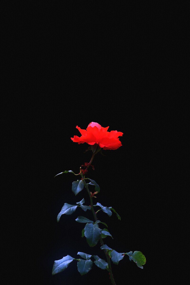 Изображение Denis Velicanov с сайта Pixabay 