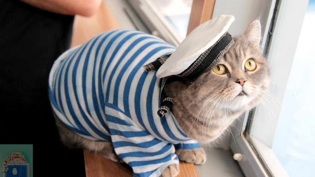 Кот матросов. Кот матрос. коты моряки. котик моряк. кот боцман.