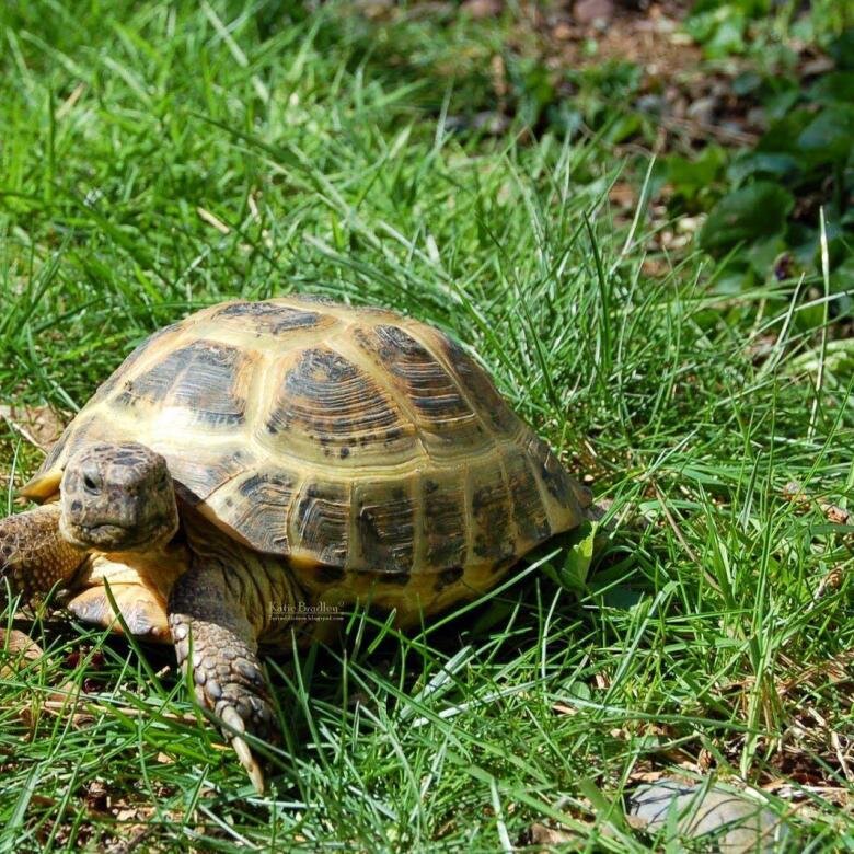 Сухопутная черепаха