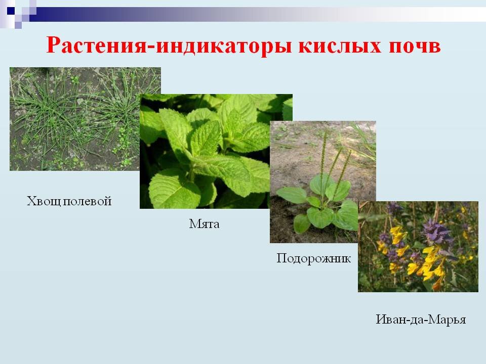 Растения растут в почве. Растения индикаторы кислотности почвы. Сорняки индикаторы кислотности почвы. Растения индикаторы кислых почв. Кислотность почвы растительные индикаторы.