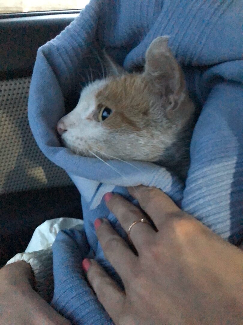 В машине возмущается, что его куда-то везут