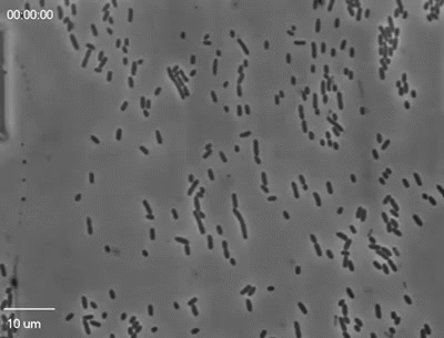 Рост колонии E.coli