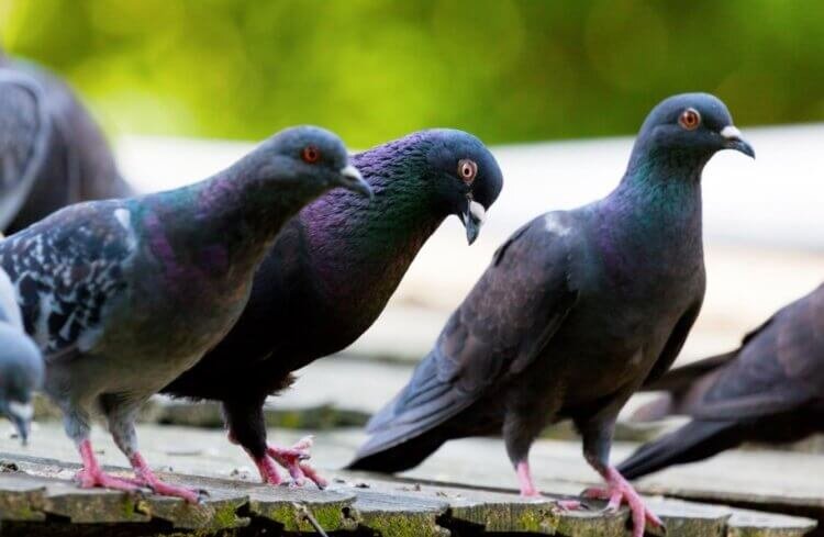 Все-таки, голубей лучше обходить стороной 