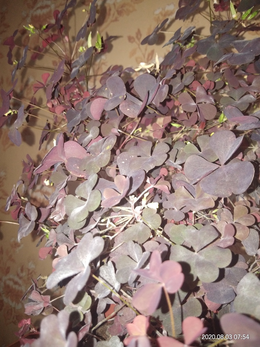 Его чуток запылило, на балконе стоял