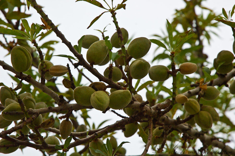 Польза миндального молока