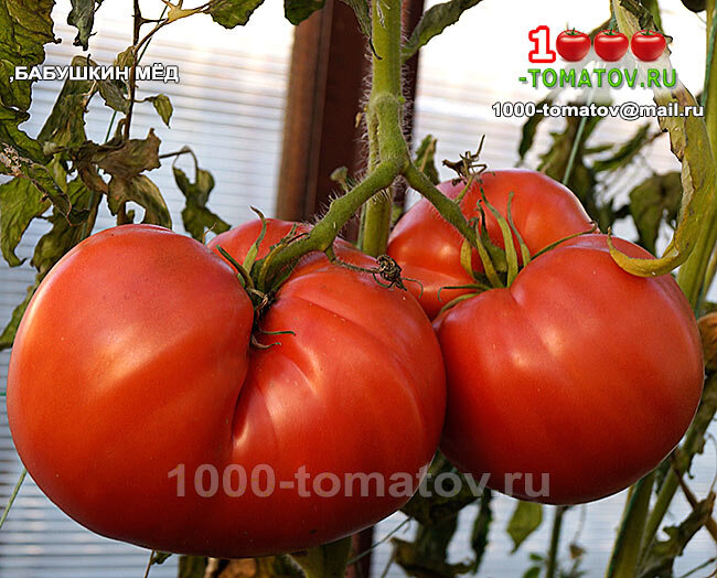 Томат Бабушкин Мёд фото 1
