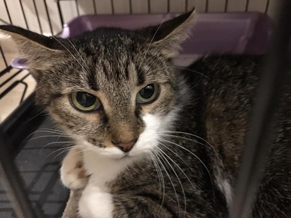 От переезда Синса, конечно, стрессанула