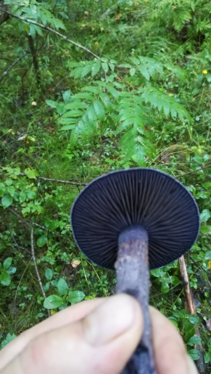 В первый раз я его брать не стала, но дома полезла в энти самые ваши энторнеты, выяснила, мой фиолетовый незнакомец очень похож на Паутинник