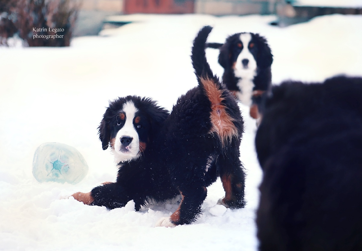 - "Играть идешь, я тут пластиковую бутылку нашел?!"