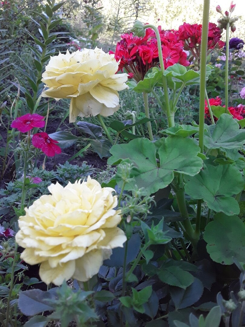 Роза флорибунда, сорт China Girl