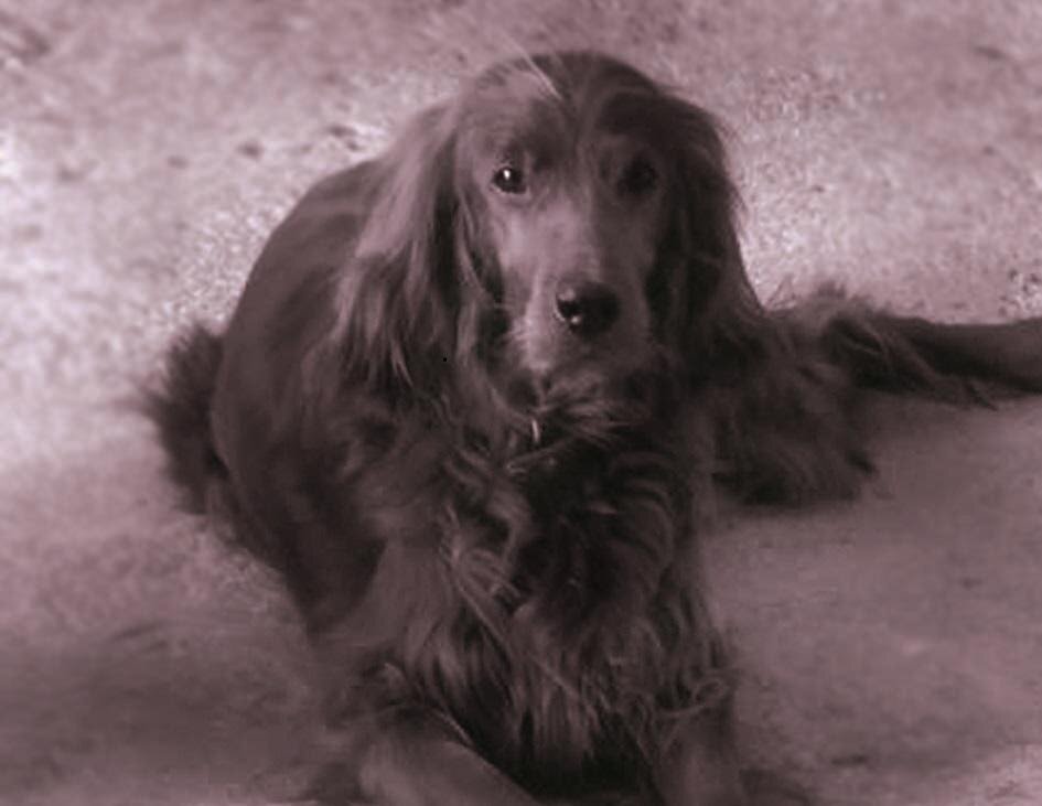 Собакам доступна почти вся гамма чувств, присущая людям. И грустить от души они тоже умеют