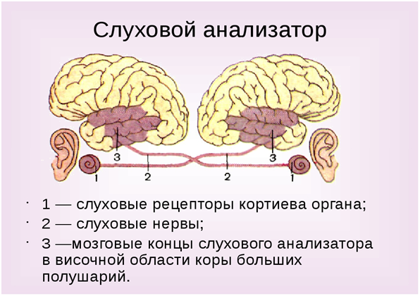 Какие части слухового анализатора изображены на рисунке чем они представлены в чем их функции