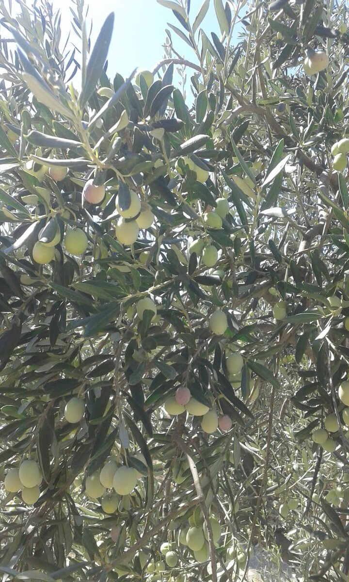 Это оливковое дерево. Оно дает свои плоды. Деньги должны также расти и приносить плоды. 