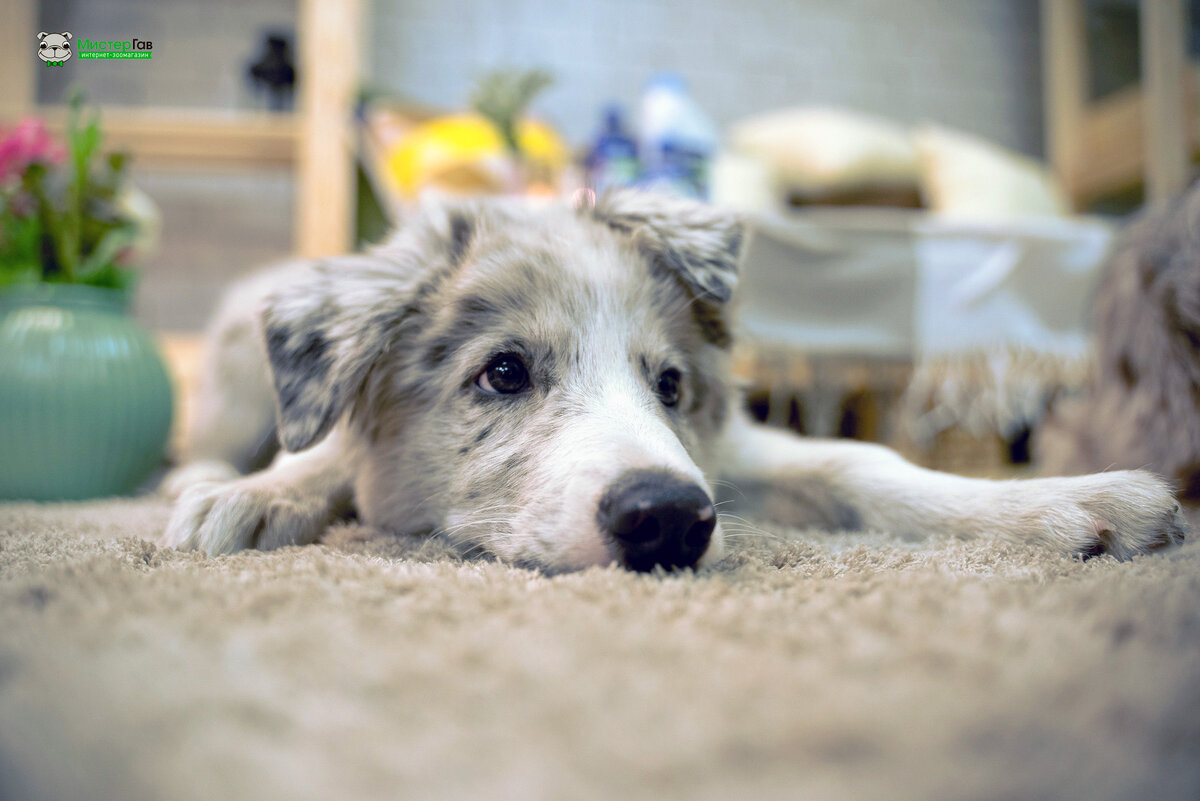 Фото интернет-зоомагазина Мистер Гав. Бордер колли Марвел