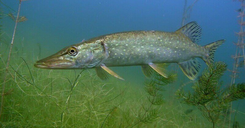 Зеленая щука. Щука обыкновенная. Рыба щука. Вид обыкновенная щука - Esox Lucius. Щука Байкальская.