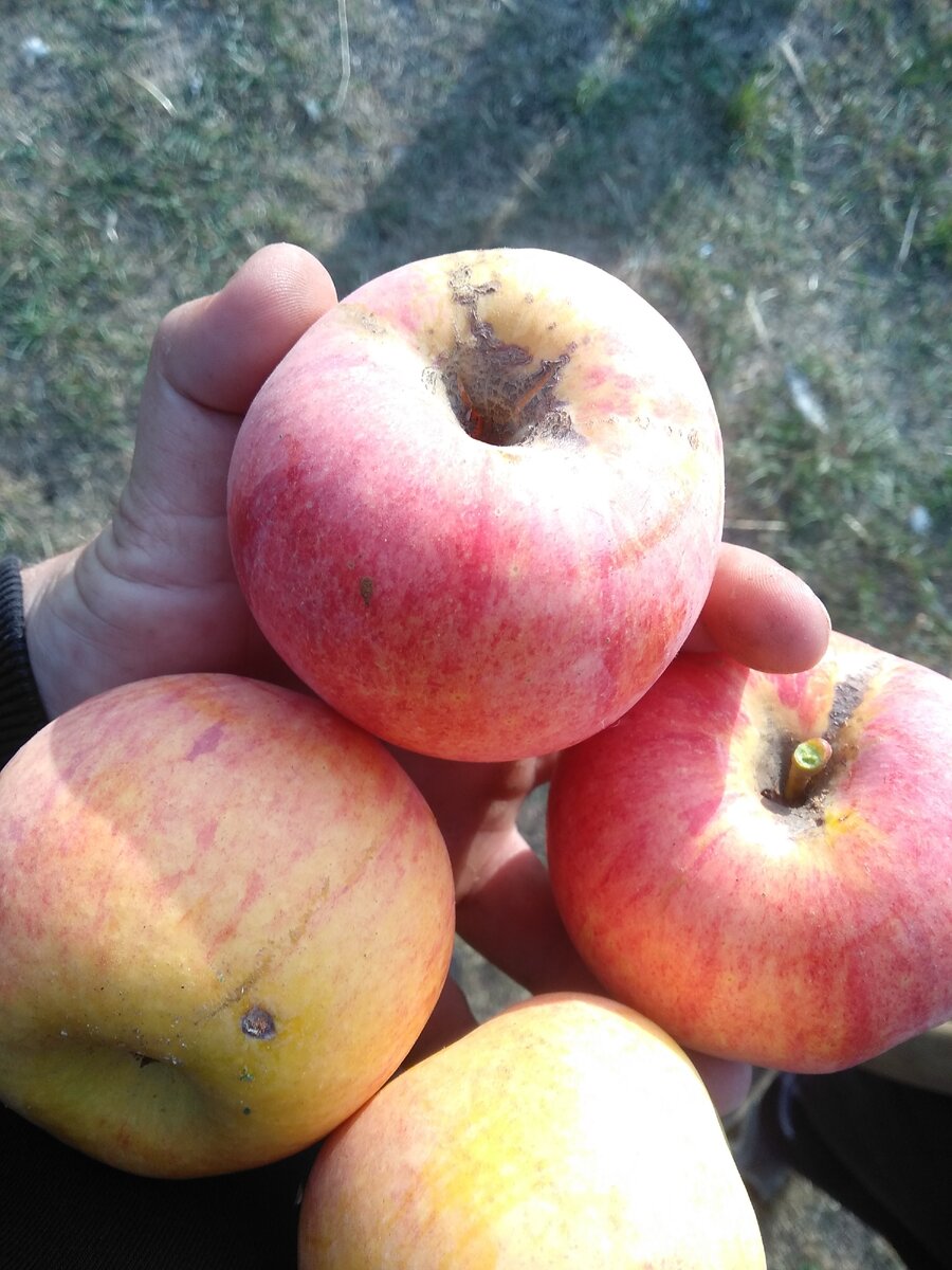 Соловьёвы Соловьёвы наша жизнь