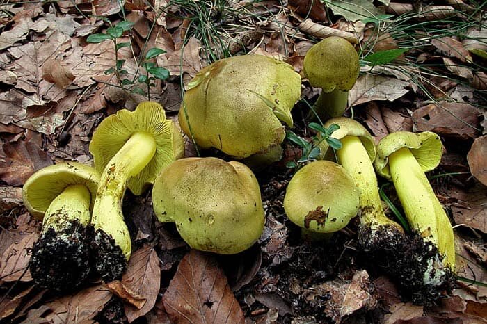 Радиоактивные грибы Зелёнка, или по народному - Гуски (Курочки .