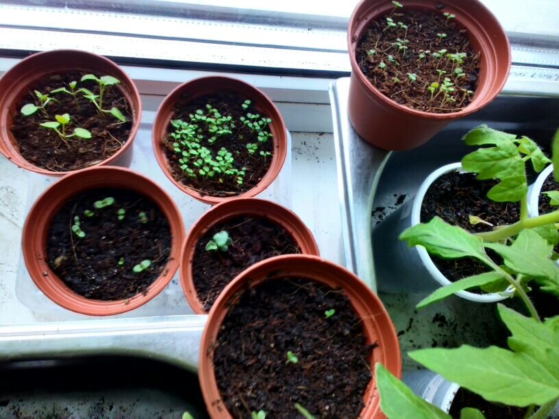 На подоконнике в 2020-м