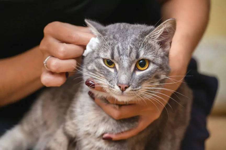 Стригущий лишай у кошек