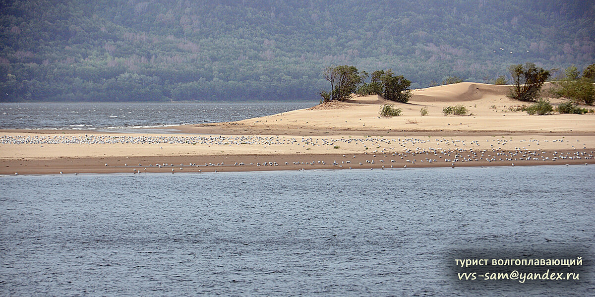 Чайки – обязательная принадлежность речных островов. Фото 03.09.2010.