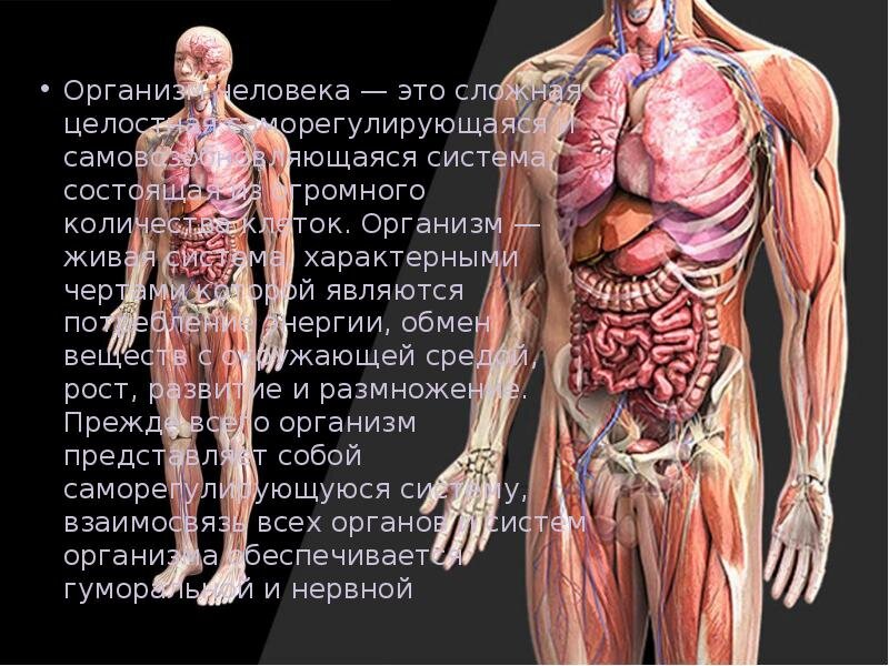 https://myslide.ru/presentation/stroenie-organizma-cheloveka