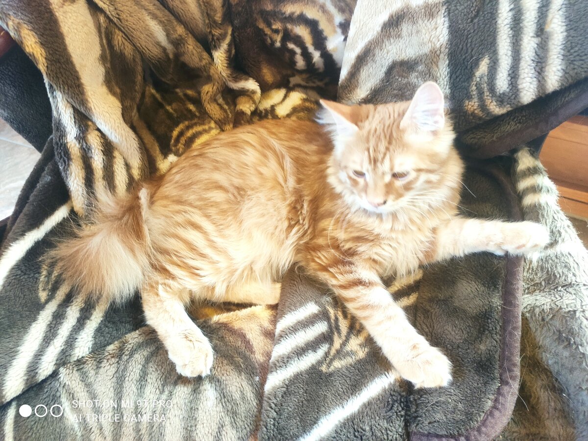 Курильский Бобтейл