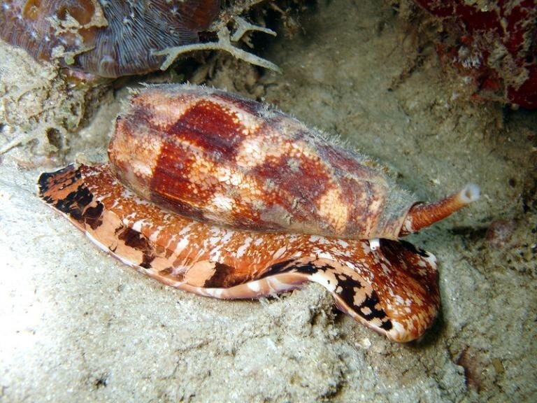 фото взято с https://nat-geo.ru/