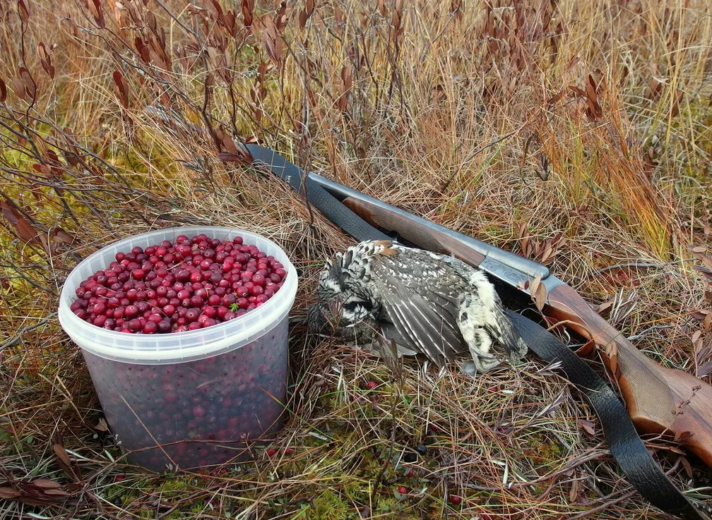 Из сети