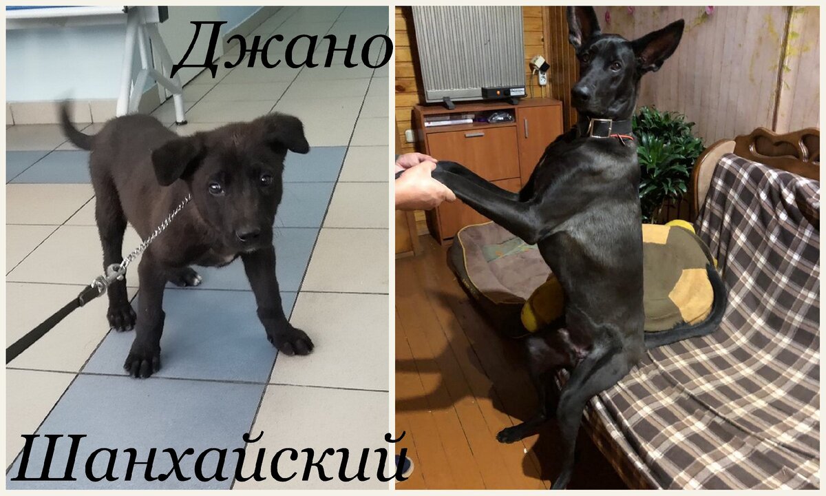 Джано Шанхайский вырос больше стандартного дога