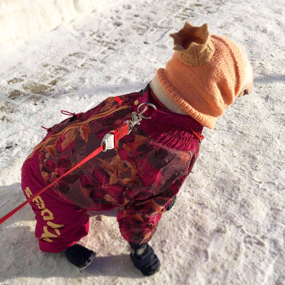 Бультерьер Ляля 🥰