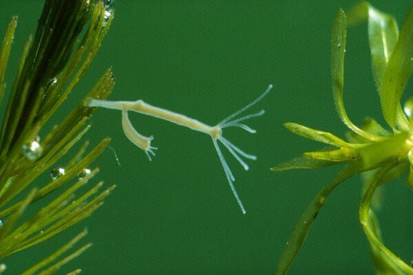 Гидра. Источник https://www.google.ru/imghp