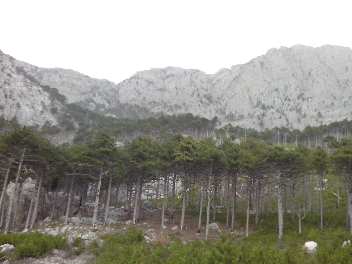 Сосновый лес у Шаан-Кая