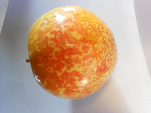 Фото из сада Татьяны Александровны Ноги