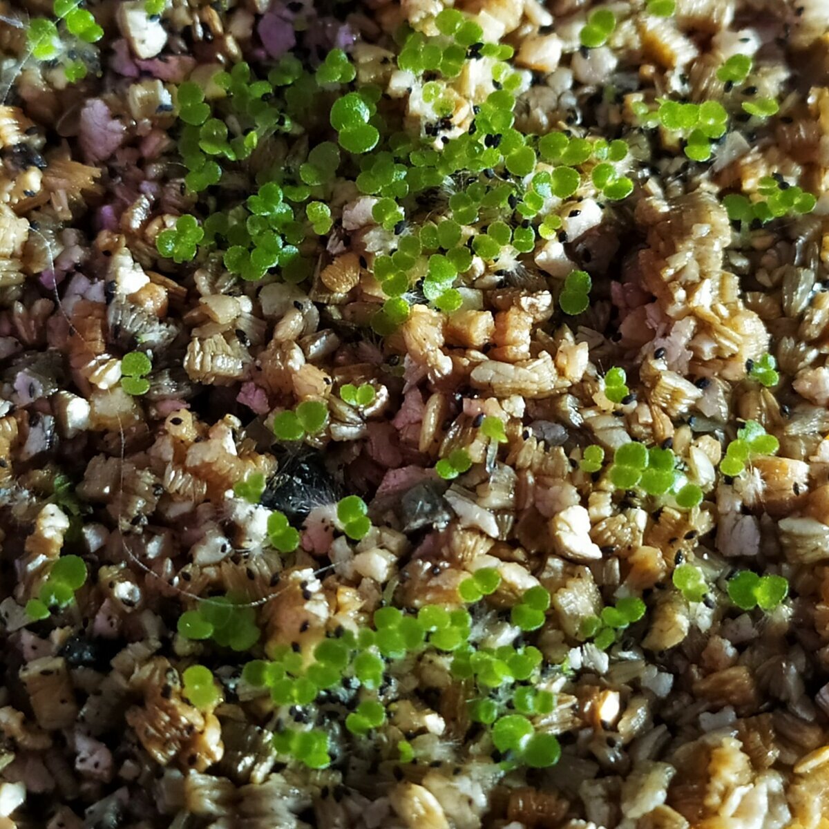 Первые всходы, десять дней от посева