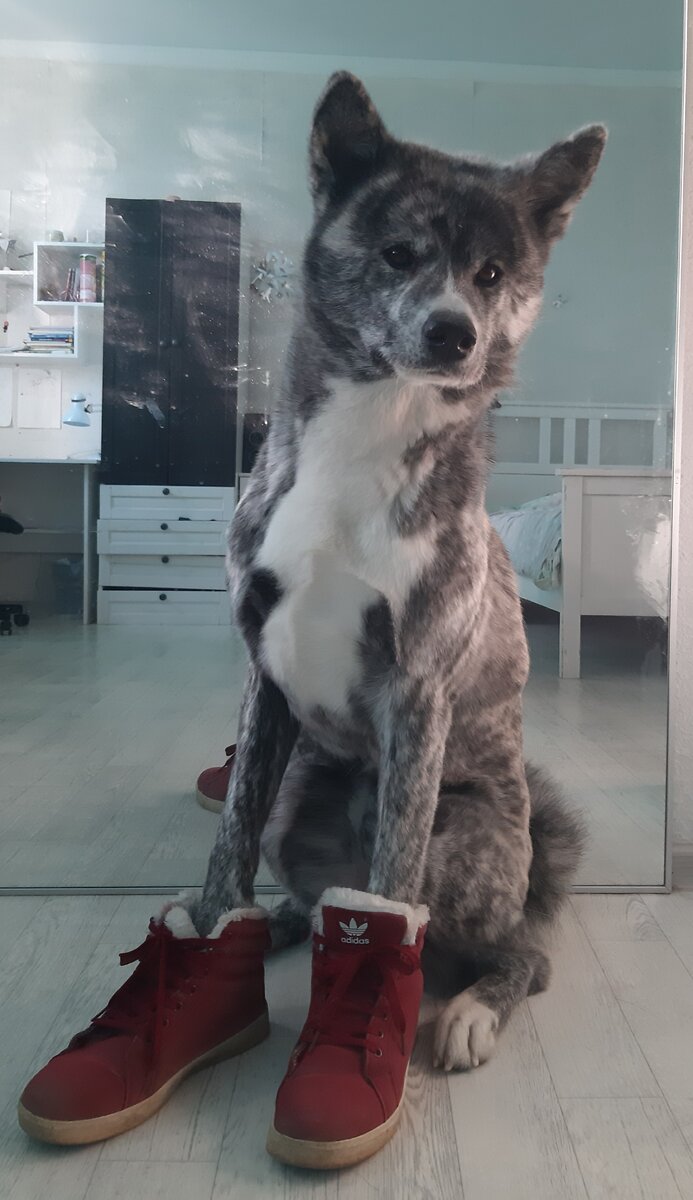 Мои ботинки, конечно, Митсу  не подойдут. Но для фото норм)