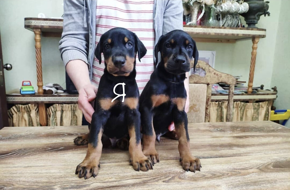 Я и мой братишка 🐾