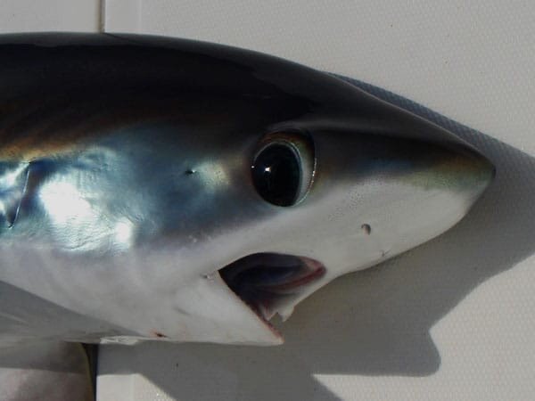 Когда узнал, что на праздник приедет дядя Толя с Дальнего Востока.