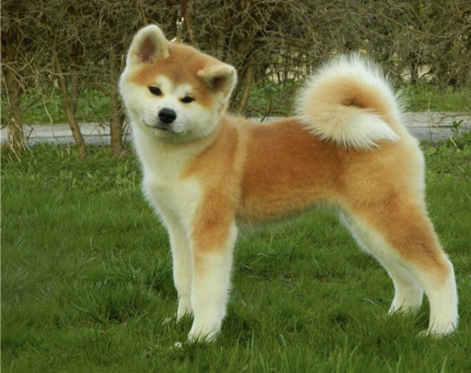 Фото из интернета