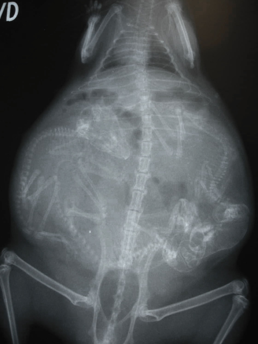 Всего спустя несколько часов после рождения, детёныши шиншиллы могут открывать глаза и начинать передвигаться