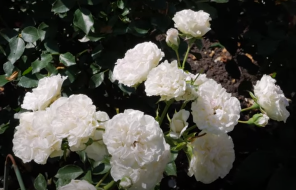 Роза Уайт Мейдиланд