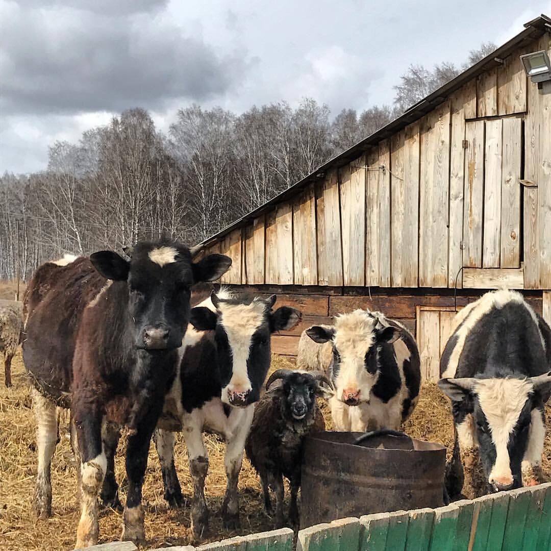 Свое подворье принесет тебе натуральные продукты без всякой химии, а с правильным подходом будет и доход. Неплохо, да?))