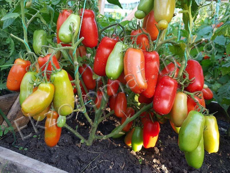 Сорт Дрова. Фото из свободного доступа.