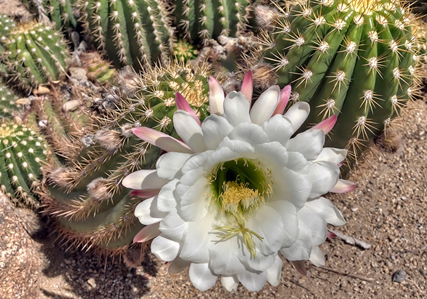 (Яндекс картинки)