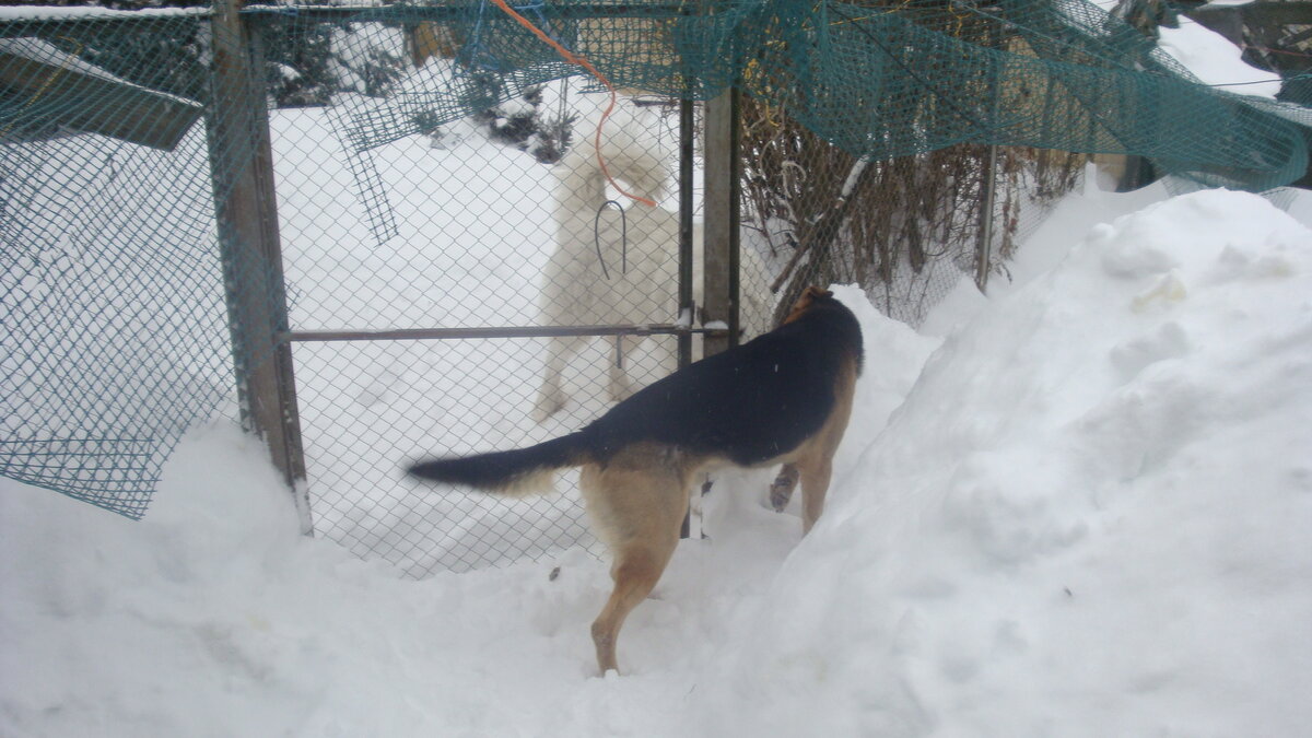 Умке и побегать негде