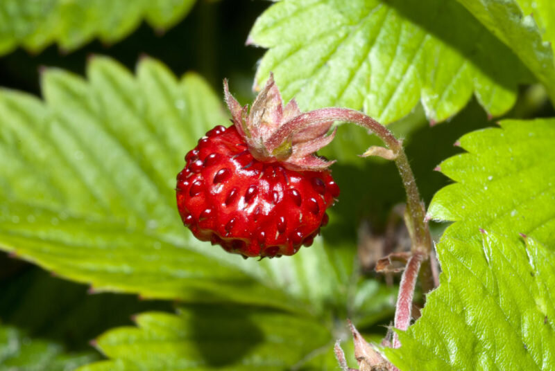 Выращивание земляники (Фото с www.kew.org)