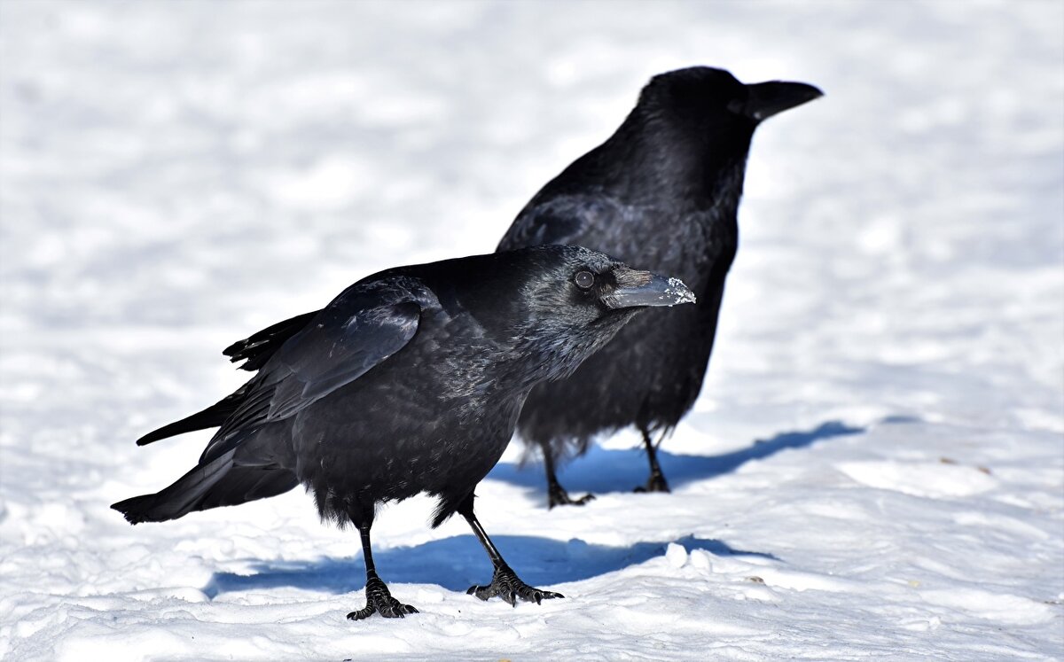 Зимующие серая ворона. Грач (птица). Ворон на снегу. Ворона на снегу. Ала карга