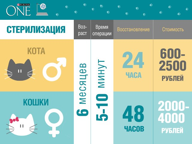 Часы кормления кошки. Оптимальный Возраст для стерилизации кошки. Перед стерилизацией кошки. Перед стерилизацией кошки не кормить