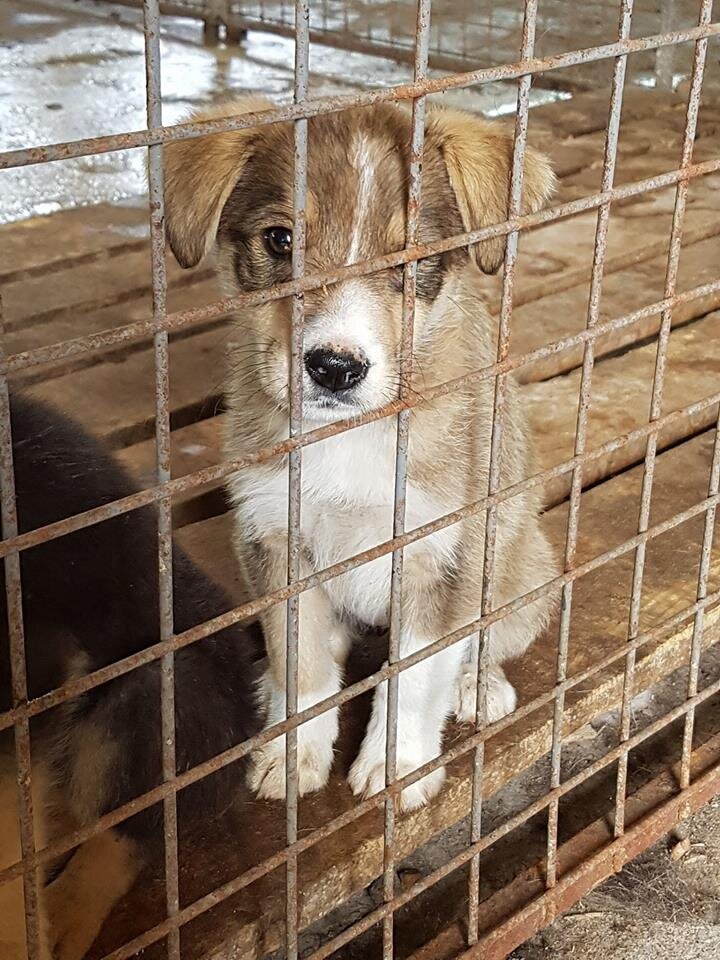 Приют в Баварии.  Gebrochene-Hundeseelen eV.