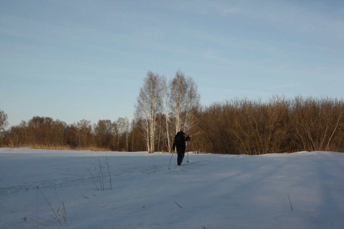 На лыжах за кленовым соком бегу в лесок.