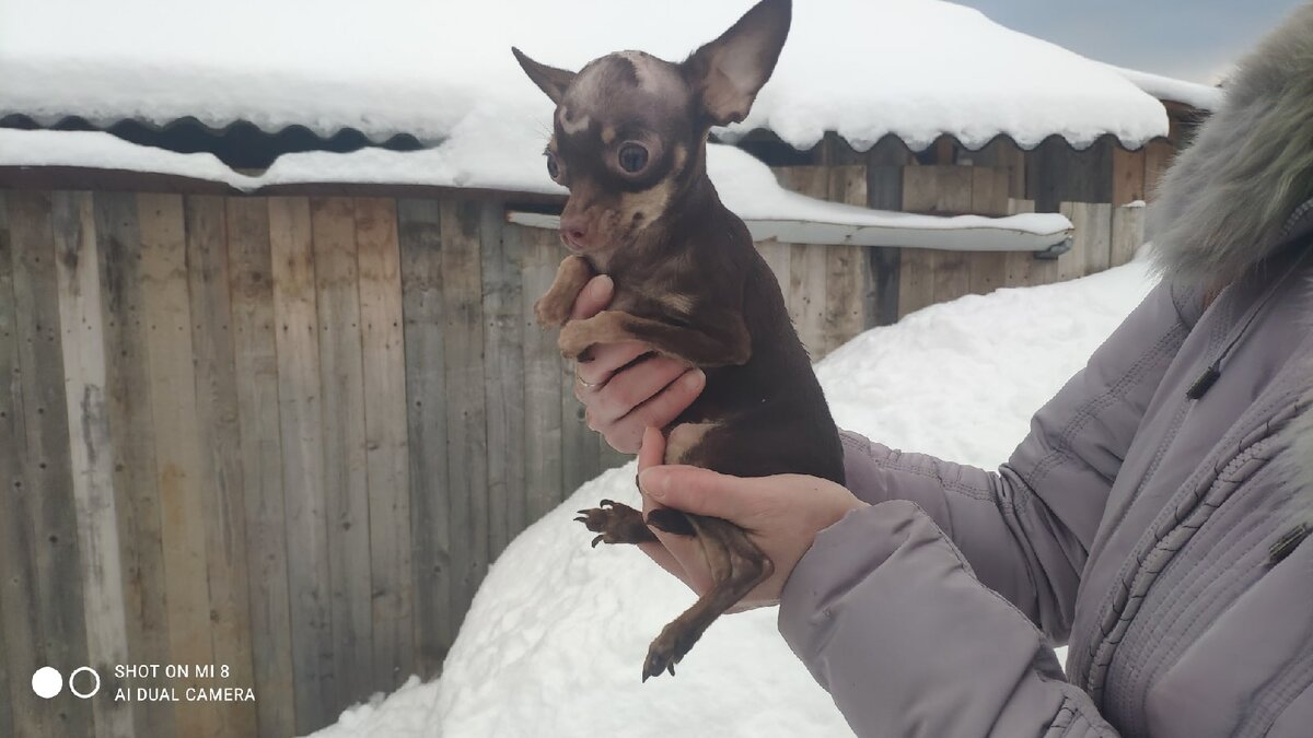 Кто сказал, что  это- собака?